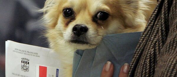 Des bulletins de vote - Sputnik Afrique