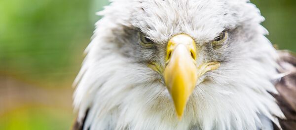 Un aigle - Sputnik Afrique