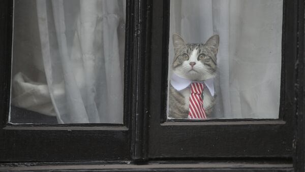 A cat named 'James' wearing a collar and tie looks out of the window of the Ecuadorian Embassy in London on November 14, 2016 where WikiLeaks founder Julian Assange was being questioned over a rape allegation against him. - Sputnik Afrique