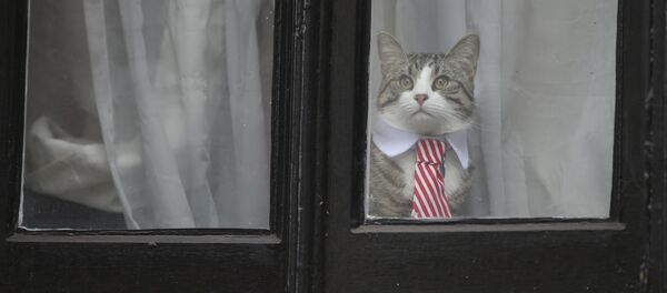 A cat named 'James' wearing a collar and tie looks out of the window of the Ecuadorian Embassy in London on November 14, 2016 where WikiLeaks founder Julian Assange was being questioned over a rape allegation against him. - Sputnik Afrique
