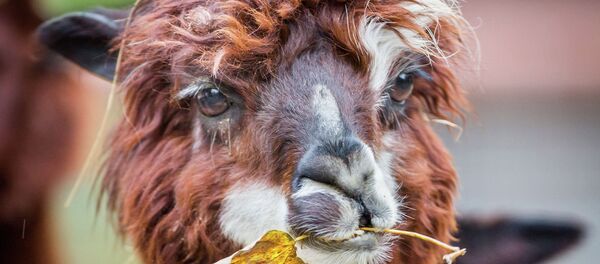 Alpaga - Sputnik Afrique