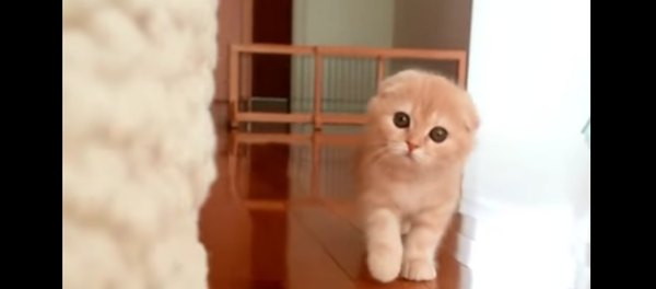 Ce chaton qui pourrait jouer dans un film d’horreur - Sputnik Afrique