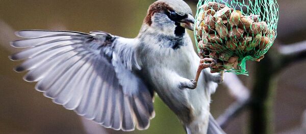 Un moineau - Sputnik Afrique