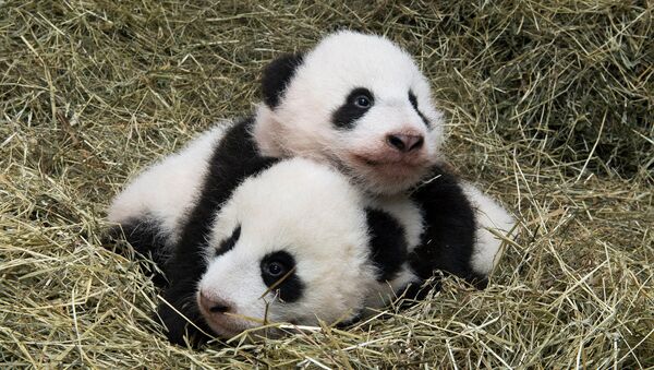 Deux petits pandas - Sputnik Afrique