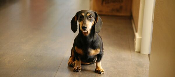 Teckel (image d'illustration) - Sputnik Afrique