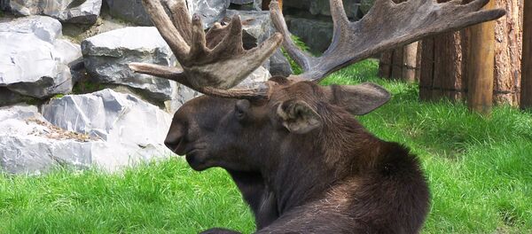 Un élan Un élan - Sputnik Afrique
