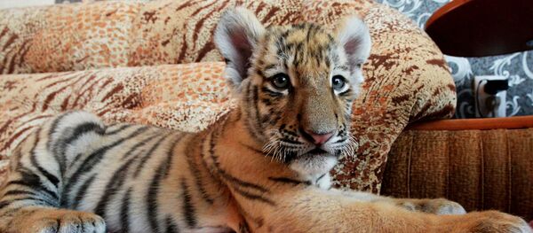Тигренок Шерхан поселится в Приморском сафари-парке Тигренок Шерхан поселится в Приморском сафари-парке - Sputnik Afrique
