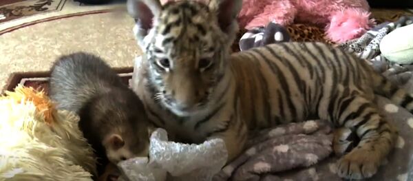 Le rejeton du tigre Amour s’est trouvé un ami insolite - Sputnik Afrique