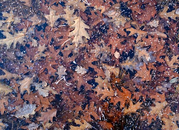 Осенние дубовые листья подо льдом в Германии - Sputnik Afrique