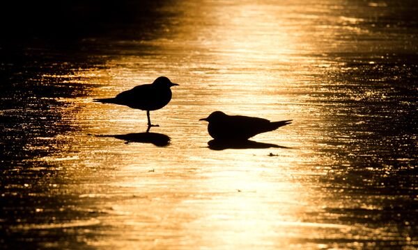 Чайки на замерзшем озере в Германии - Sputnik Afrique