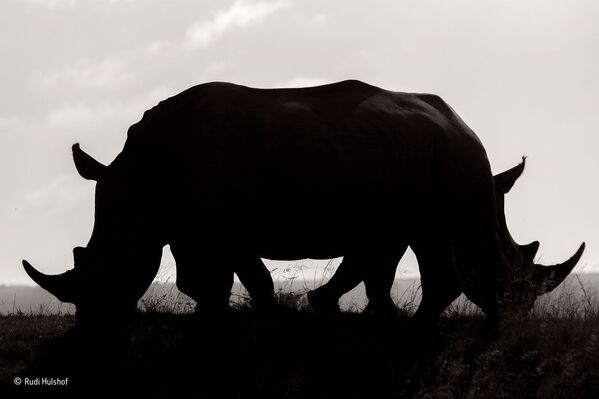 Wildlife’s Fleeting Moments Depicted in Mind-Blowing Images - Sputnik Afrique
