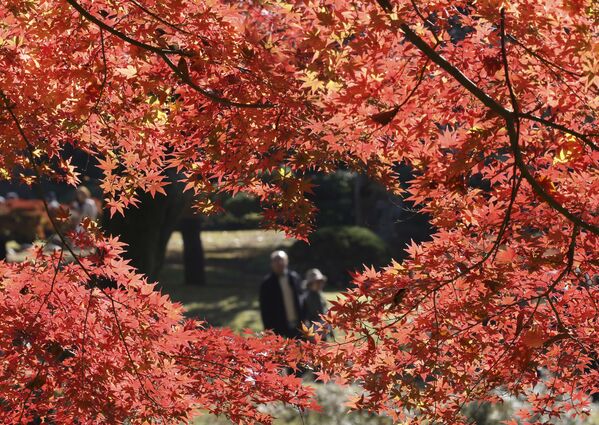 Краски осени в саду Коисикава Коракуэн в Токио - Sputnik Afrique