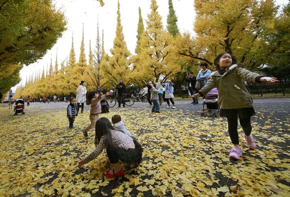Дети играют с опавшей листвой в парке рядом с храмом Мэйдзи Дзингу  в Токио - Sputnik Afrique