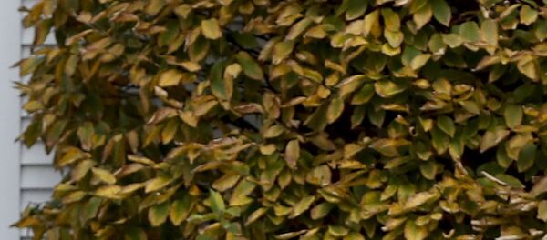 Donald Trump - Sputnik Afrique