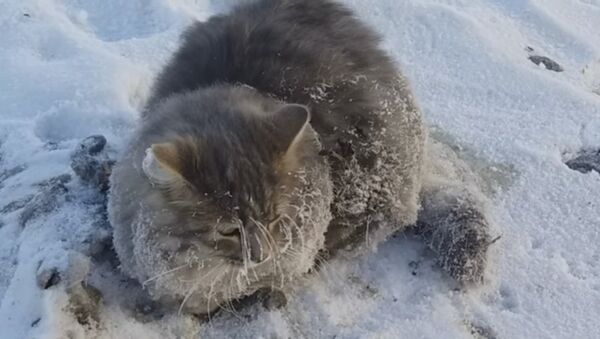 Un chat councé dans la glace - Sputnik Afrique