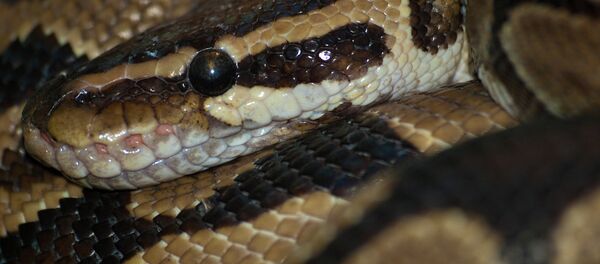 Python Python - Sputnik Afrique