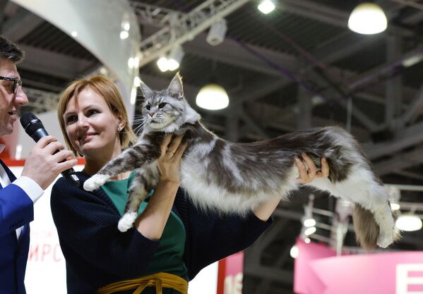 Les plus beaux chats de Russie - Sputnik Afrique