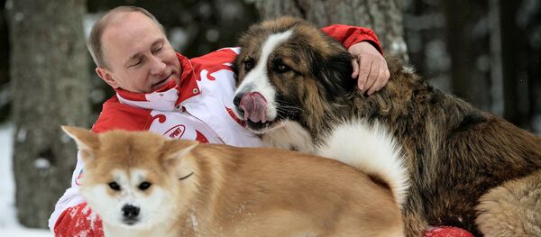 Vladimir Poutine et ses chiens - Sputnik Afrique