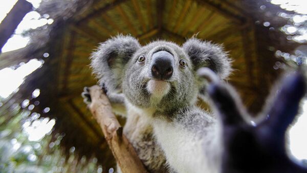 Un Australien vient au secours d’un koala qui se noie - Sputnik Afrique