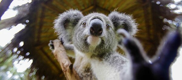 Un Australien vient au secours d’un koala qui se noie - Sputnik Afrique