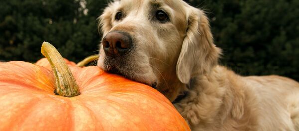 chien chien - Sputnik Afrique