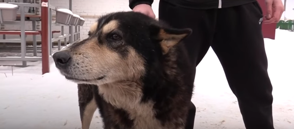 Le sauvetage de Tchernych Le sauvetage de Tchernych - Sputnik Afrique