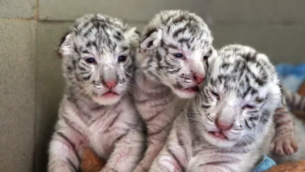 Des «mousquetaires» rayés. Trois petits tigres blancs nés dans un zoo de Crimée - Sputnik Afrique