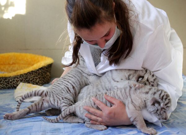 Des «mousquetaires» rayés. Trois petits tigres blancs nés dans un zoo de Crimée - Sputnik Afrique