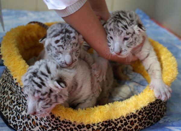 Des «mousquetaires» rayés. Trois petits tigres blancs nés dans un zoo de Crimée - Sputnik Afrique