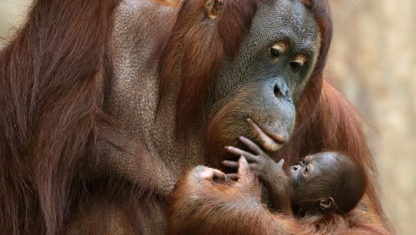 A three day old Orang Utan clings to its mother in their enclosure at the zoo in Krefeld, western Germany, on December 7, 2016 - Sputnik Afrique