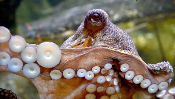 An octopus swims at the Ocearium in Le Croisic, western France, on December 6, 2016 - Sputnik Afrique