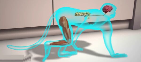 Grâce à des scientifiques, ce singe paralysé s'est remis à marcher Grâce à des scientifiques, ce singe paralysé s'est remis à marcher - Sputnik Afrique