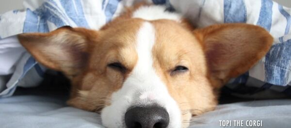 Un corgi qui baille aux corneilles - Sputnik Afrique