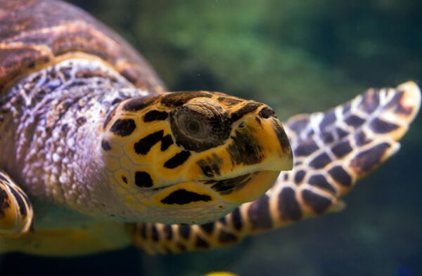 Tortue imbriquée - Sputnik Afrique