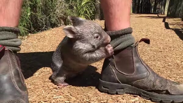 George the baby wombat - Sputnik Afrique