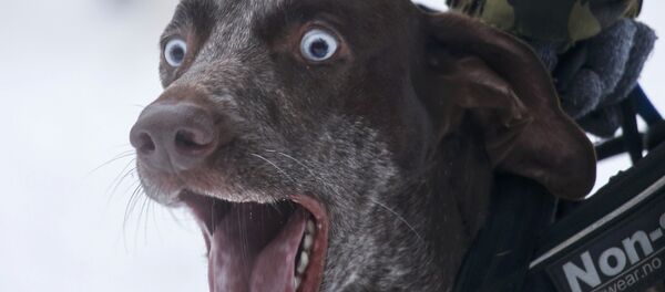 Quand «s’entendre comme chien et chat» n’est pas qu’une expression (vidéo) - Sputnik Afrique