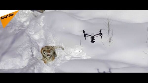 Les tigres partent à la chasse…aux drones ! - Sputnik Afrique