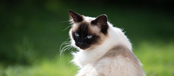 un chat - Sputnik Afrique