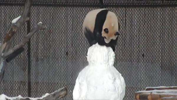 Panda géant vs Bonhomme de neige - Sputnik Afrique