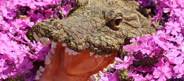 crocodile crocodile - Sputnik Afrique
