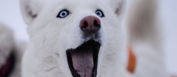 Un chien - Sputnik Afrique