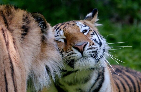 Tigres - Sputnik Afrique