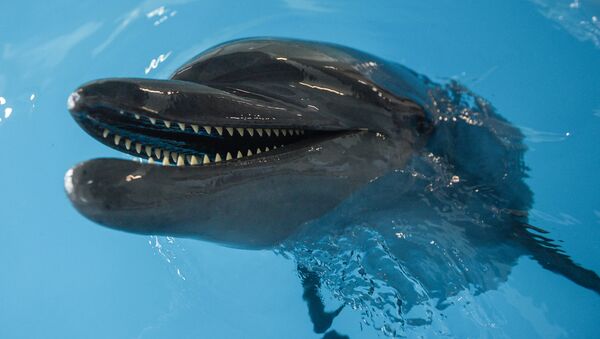 Открытие Центра плавания с дельфинами в Москве - Sputnik Afrique