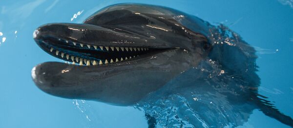 Открытие Центра плавания с дельфинами в Москве - Sputnik Afrique