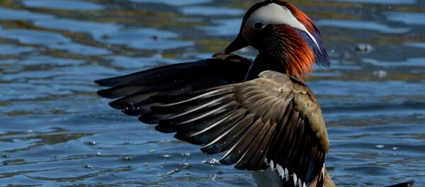 un canard - Sputnik Afrique