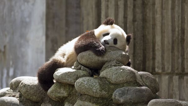 Au Centre de recherche sur le Panda géant en Chine - Sputnik Afrique