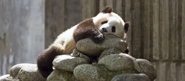Au Centre de recherche sur le Panda géant en Chine - Sputnik Afrique