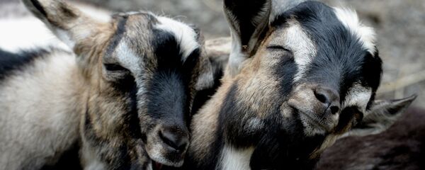 Des chèvres - Sputnik Afrique