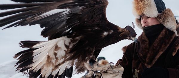 Festival de chasse à l’aide d’un aigle royal au Kazakhstan - Sputnik Afrique