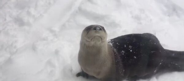 Des loutres s’amusent dans la neige - Sputnik Afrique